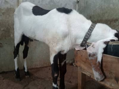 Gulabi Ablak Male/Female