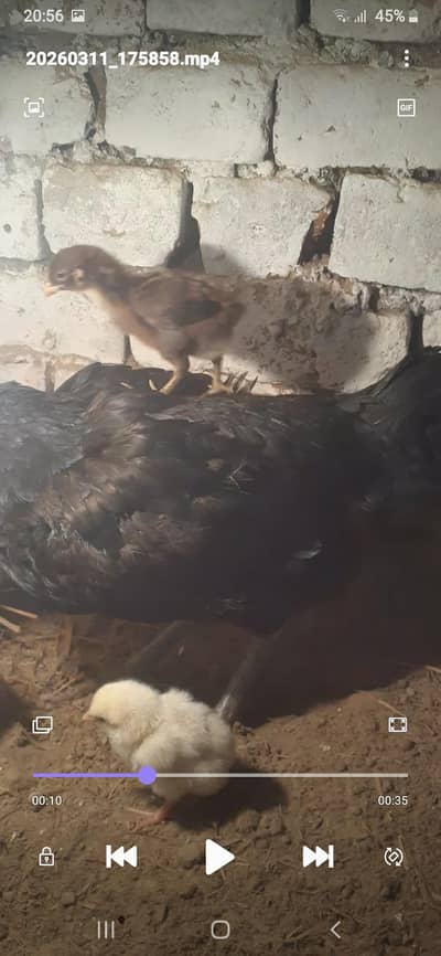 Aseel Thai Chicks for sale