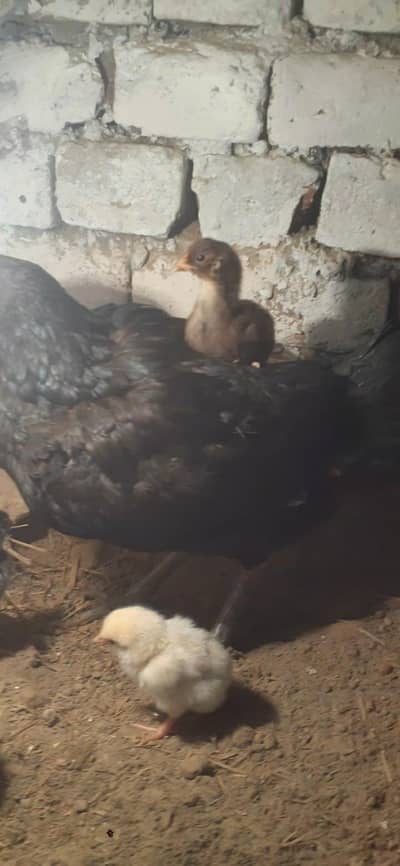 Aseel Thai Chicks for sale