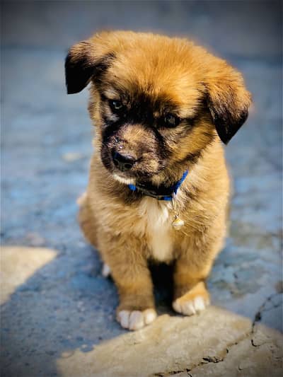 German Shepherd or bakarwal cross dog