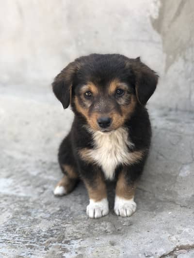 2 German Shepherd or bakarwal cross dog