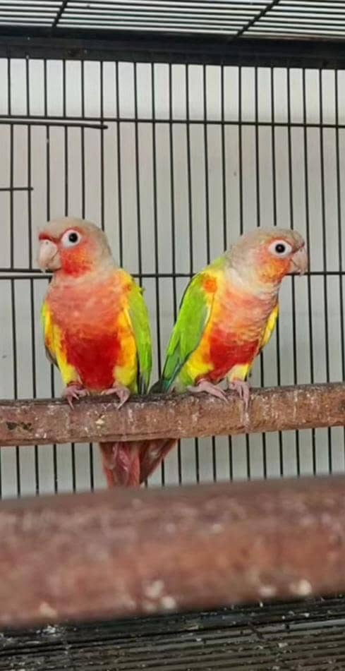 conures 16
