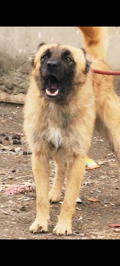 Full security Bakarwal male 7manth