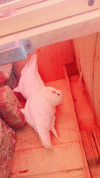 king peigon bigger size home breed  pair price 4500