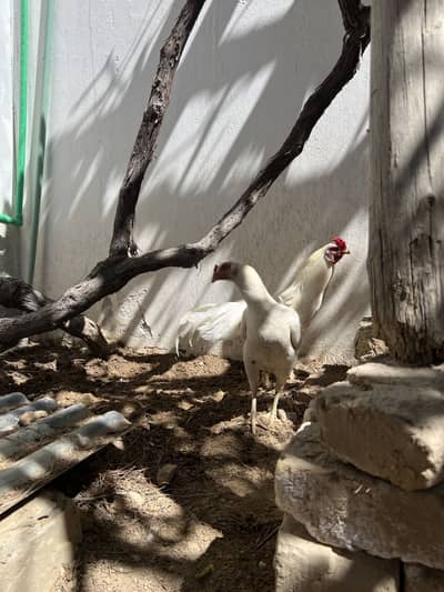 Reza Heera Aseel Pair