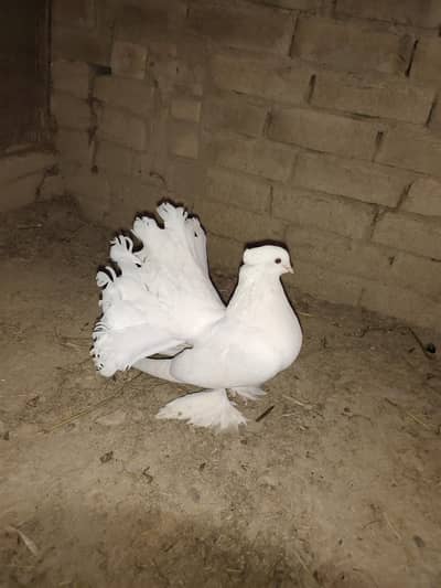 kabboter 4 piece female for sale