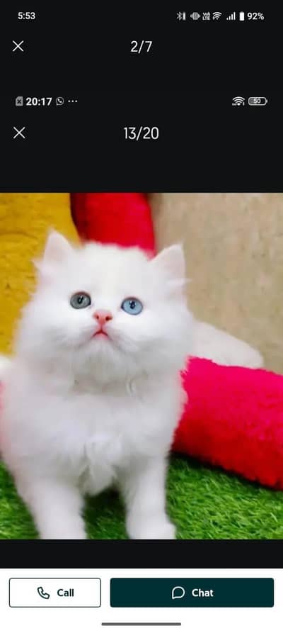 Persian cat for sale male or female my WhatsApp number3314372136