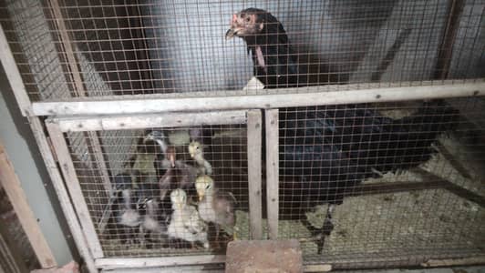 Aseel Mianwali chickens (Full black and coloured)