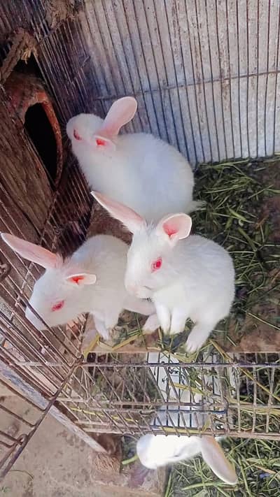 white red eyes Rabbits  age 4 months