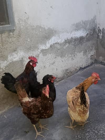 2 desi hens 1 Fancy hen And 1 burmi+desi cross murgha for sale urgent