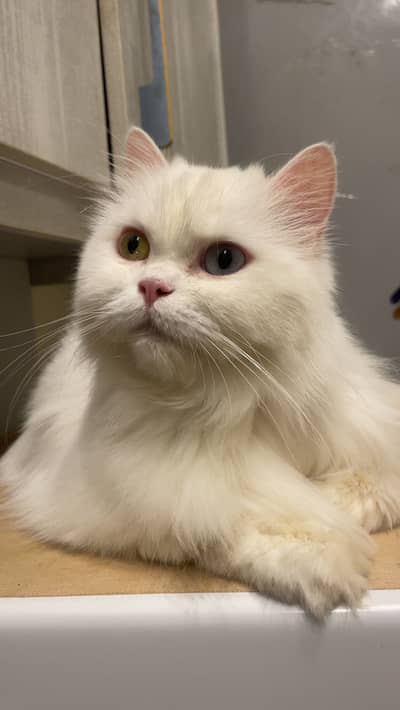 Cats looking for new home