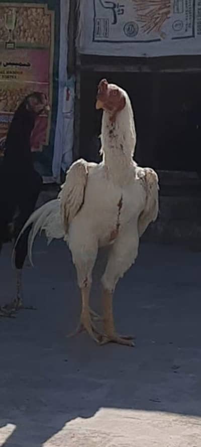 Beautiful Top Quality Paper White set and Shiny Pure Black Set