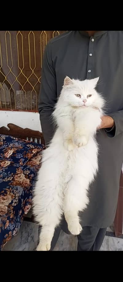 Persian cat breeder female   long coat