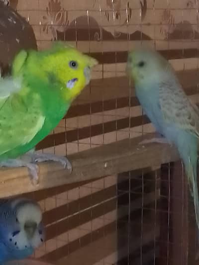 Budgie For Sale