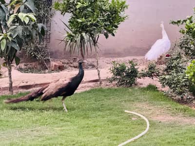 2 male one paper white and one is bronze