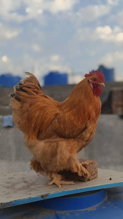 Exchange With Fresh Aseel Hen