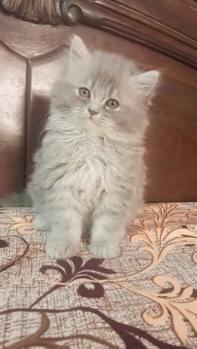 Persian cat