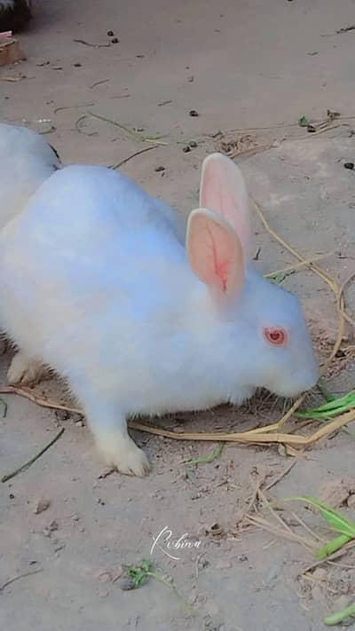 Rabbits for breeding  pairs