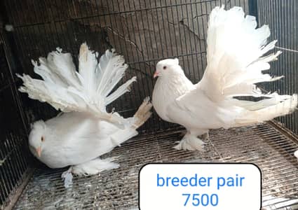 fancy pigeon | kabutar| Jacobin|  frillback saddle | amarican fantail|