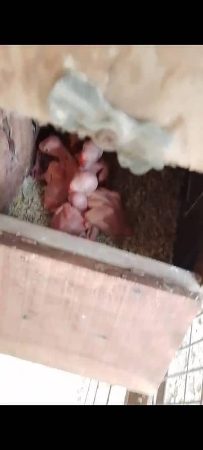 yellow Ringneck Chicks