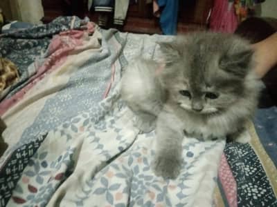 3 persian kittens