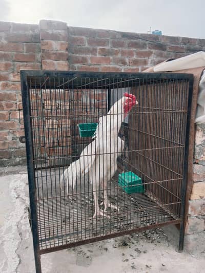 Heera aseel / Heera aseel / 3 male / 1 Female