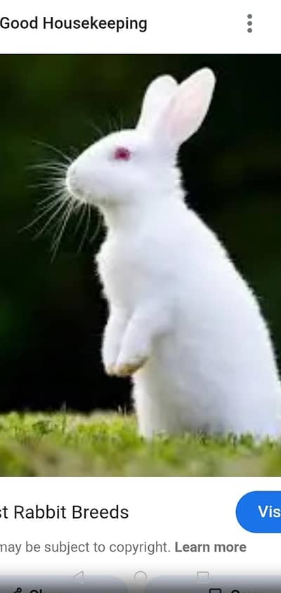 NEWZELAND RABBITS ( Rawalakot) Sale sale sale