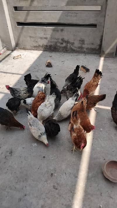desi misri adno wali murghi egg laying hens 032280278881