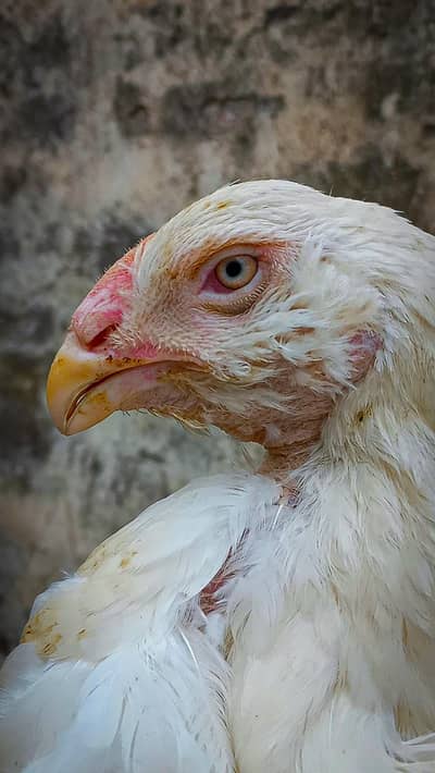 Heera| Aseel Chicks| Kandhari| Chicks| Qandhari | White |