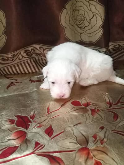 two just cute puppies