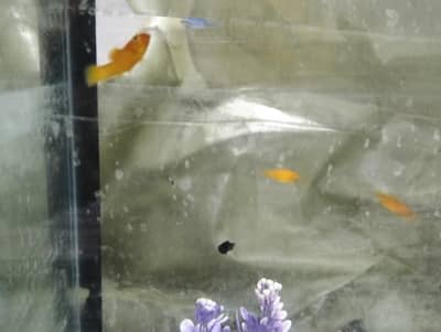 Pregnant molly female with male. full pair