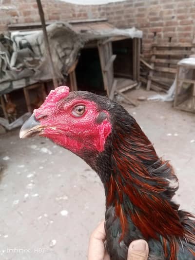 Chicks pr piece  Thai and vait burmi and cygon