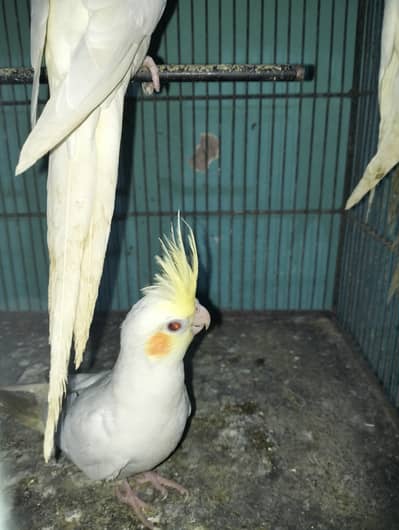 Cocktail breeder pair chicks