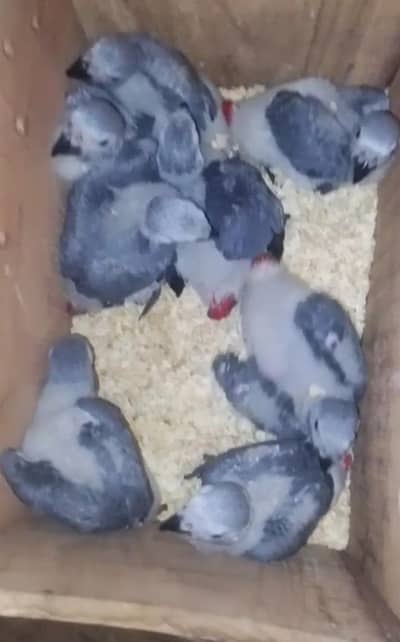 African grey parrot chicks for sale
