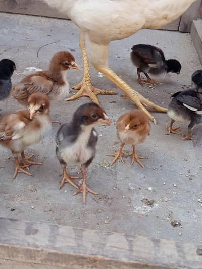 Aseel Chicks for Sale