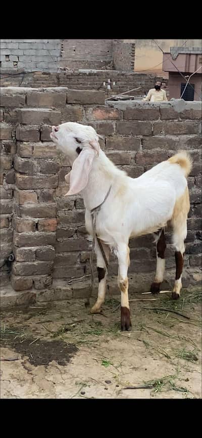 Bakra 16 month almost