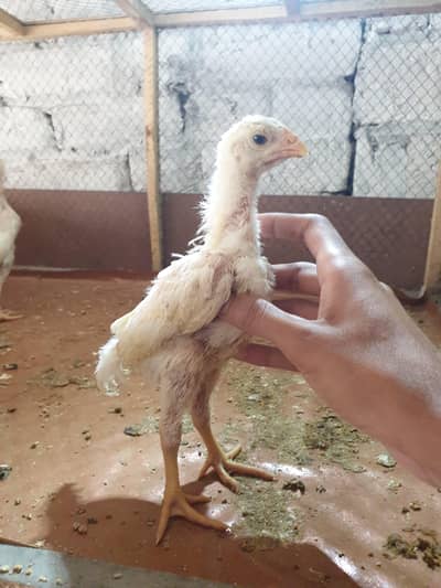 Shamo Aseel Chicks & Eggs for Sale | Top Quality White Shamo Breed
