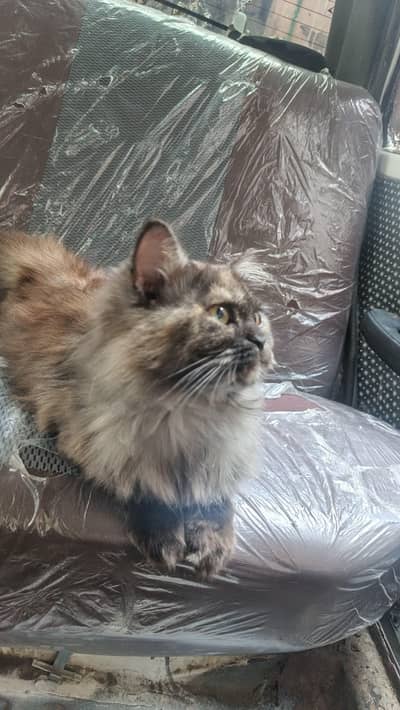 very friendly cat .  sweeti