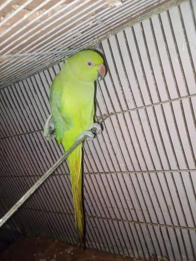ring neck mithu for sale urgent sale