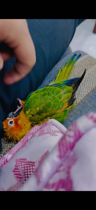 sun conure