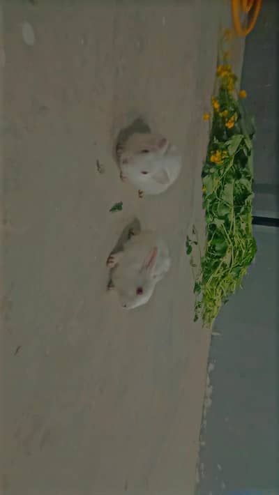 Rabbit s adult pair red eye male and female red eye pair for sale  0