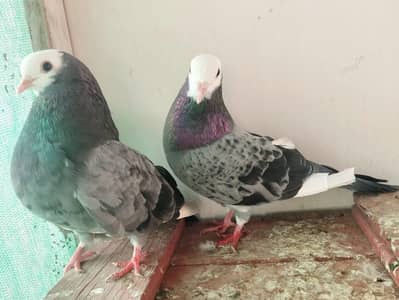 fancy pigeon