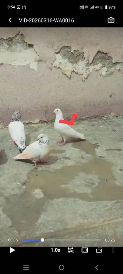 male  femal جس کو chahea wo rbta  video b mel jyge