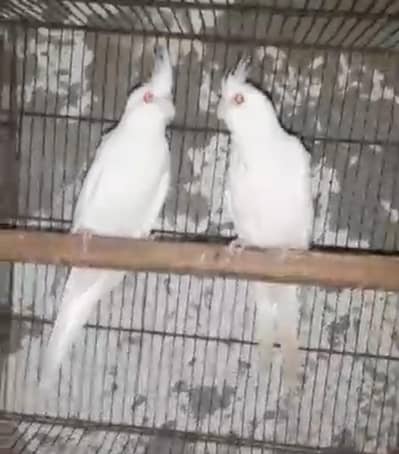 eno cockatiel  red eye