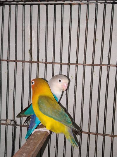 0327-0277654/DNA Pair/Love bird/parrot/cage/cocktail/Australian/bajri/