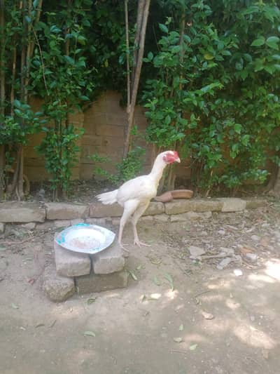 Mianwali paper white Heera Aseel pair