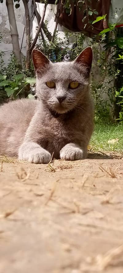 British shorthair mix breed