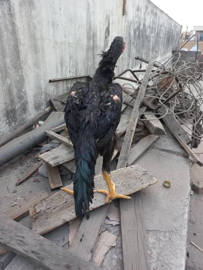 pure German o shamoo