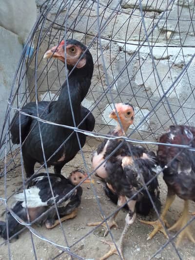 Pure Thai aseel hen with 6 babies pure bloodline