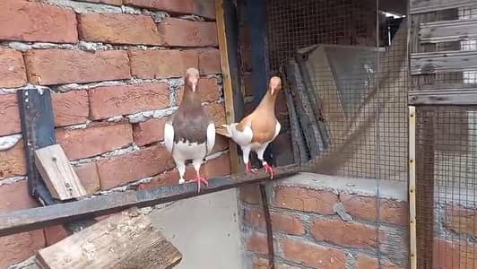 Danish Breeder Jambo Size pair